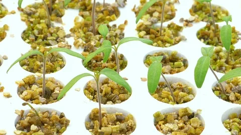 Rows of tomato plants in greenhouse Stock Footage 73815245