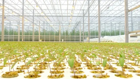 Rows of tomato plants in greenhouse Stock Footage 73815320