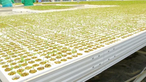 Rows of tomato plants in greenhouse Stock Footage 73817255