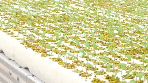 Rows of tomato plants in greenhouse Stock Footage 73817451
