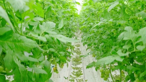 Rows of tomato plants in greenhouse Stock Footage 73817745