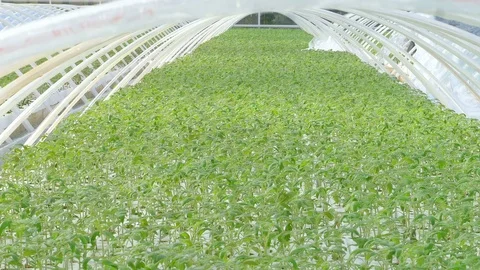 Rows of tomato plants in greenhouse Stock Footage 73817941