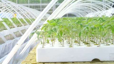 Rows of tomato plants in greenhouse Stock Footage 73818084