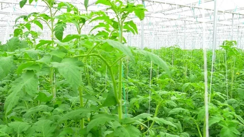 Rows of tomato plants in greenhouse Stock Footage 73818215