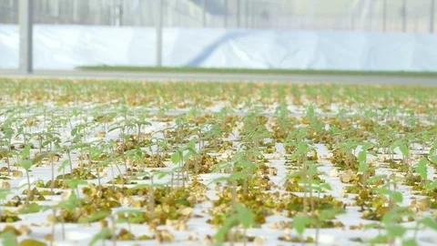 Rows of tomato plants in greenhouse Stock Footage 74063624