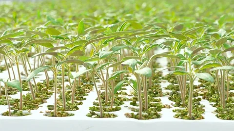 Rows of tomato plants in greenhouse Stock Footage 74063687