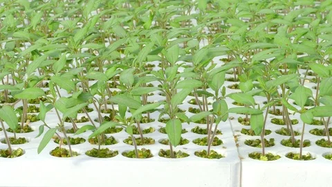 Rows of tomato plants in greenhouse Stock Footage 74064407