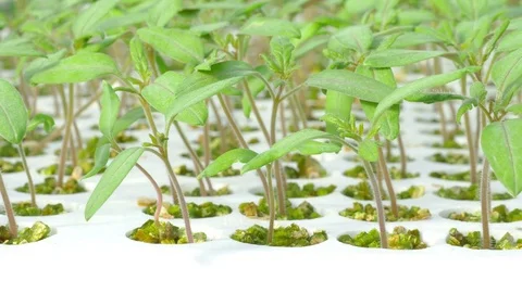 Rows of tomato plants in greenhouse Stock Footage 74064454