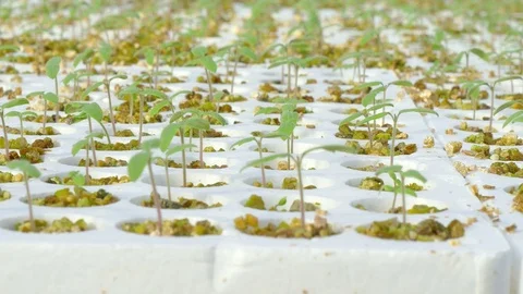 Rows of tomato plants in greenhouse Stock Footage 74064465