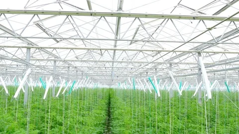 Rows of tomato plants in greenhouse Stock Footage 74479060