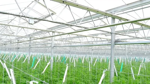 Rows of tomato plants in greenhouse Stock Footage 74502441