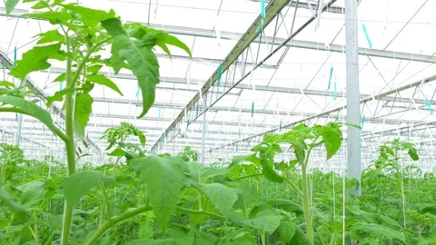 Rows of tomato plants in greenhouse Stock Footage 74502954