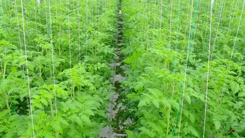 Rows of tomato plants in greenhouse Stock Footage 74504839