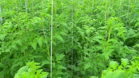 Rows of tomato plants in greenhouse Stock Footage 74504850