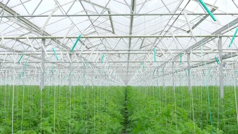 Rows of tomato plants in greenhouse Stock Footage 74505075