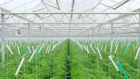 Rows of tomato plants in greenhouse Stock Footage 74505186