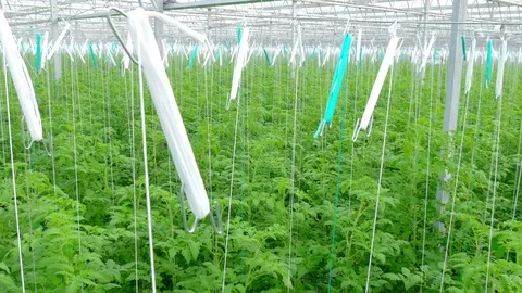 Rows of tomato plants in greenhouse Stock Footage 74505215