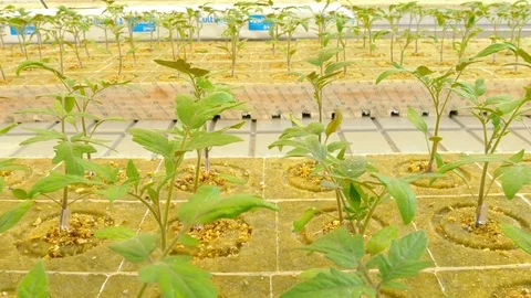 Rows of tomato plants in greenhouse Stock Footage 74505469