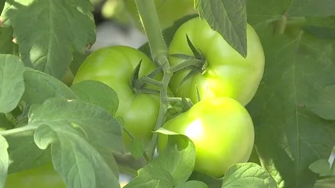 Rows of tomato plants growing inside big industrial greenhouse Stock Footage 116011317