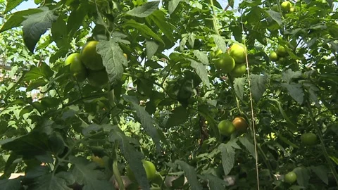 Rows of tomato plants growing inside big industrial greenhouse Stock Footage 116011388