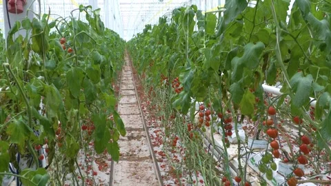 Rows of Tomato Plants Growing Inside Greenhouse Stock-Footage 346168467