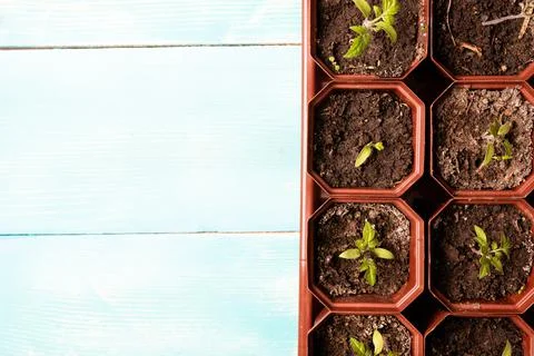 Rows of tomato seedlings in brown square pots Stock Photos