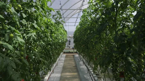 Rows of tomato vines with green tomatoes growing in a greenhouse. Stock Footage 195014924