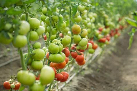 Rows of Tomatoes in a Greenhouse Stock Photos