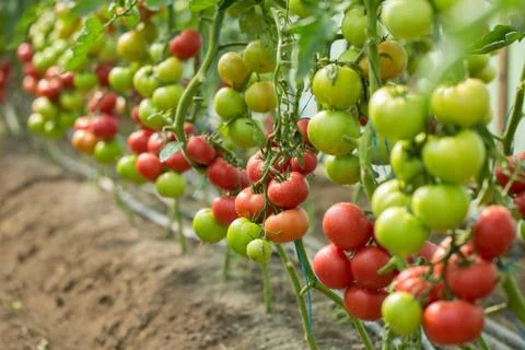Rows of Tomatoes in a Greenhouse Stock Photos