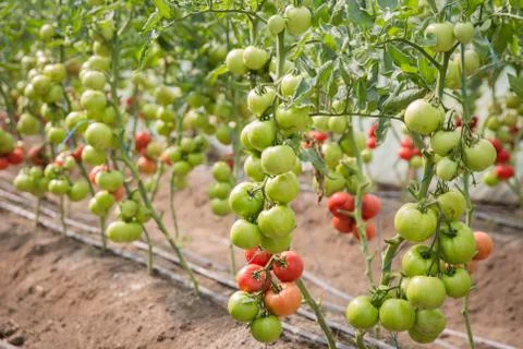 Rows of Tomatoes in a Greenhouse Stock Photos