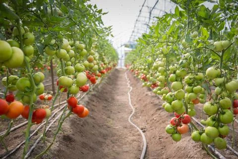 Rows of Tomatoes in a Greenhouse Stock Photos