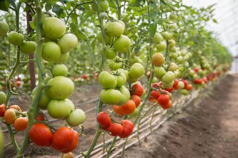 Rows of Tomatoes in a Greenhouse Stock Photos