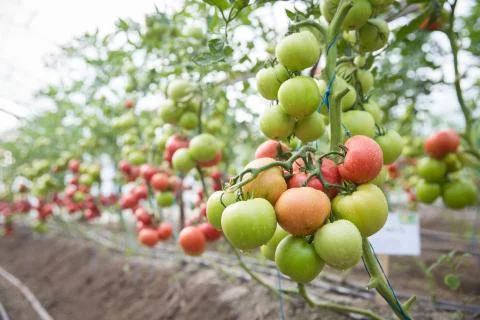 Rows of Tomatoes in a Greenhouse Stock Photos