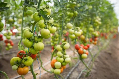 Rows of Tomatoes in a Greenhouse Stock Photos