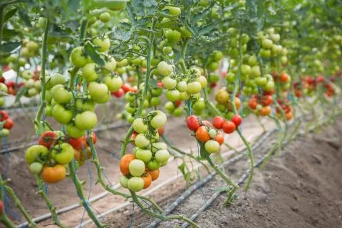 Rows of Tomatoes in a Greenhouse Stock Photos