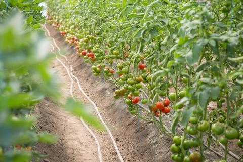 Rows of Tomatoes in a Greenhouse Stock Photos