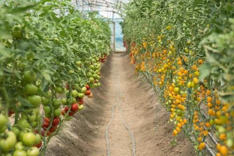 Rows of Tomatoes in a Greenhouse Stock Photos