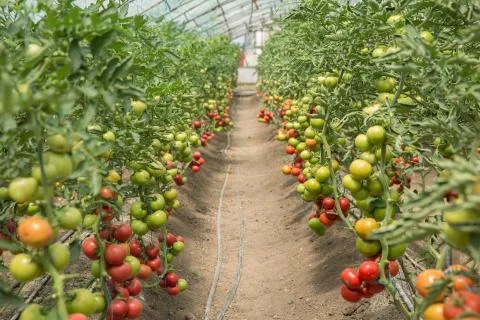 Rows of Tomatoes in a Greenhouse Stock Photos