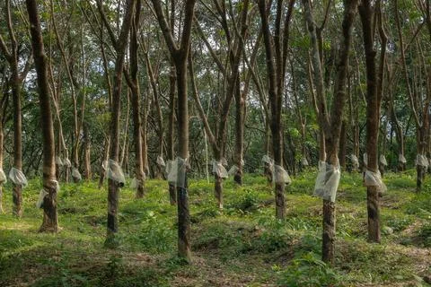 Rows of tree at the rubber plantation Stock Photos