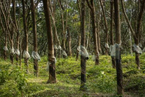Rows of tree at the rubber plantation Stock Photos