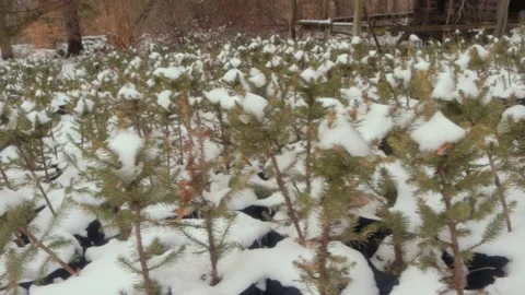 Rows of Tree Saplings Snow Covered Stock Footage 234431210