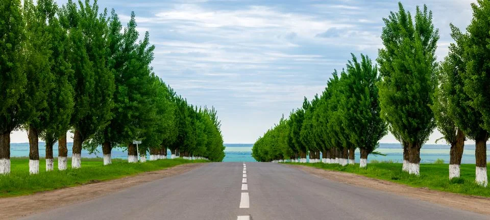 A rows of trees along the road Foto stock