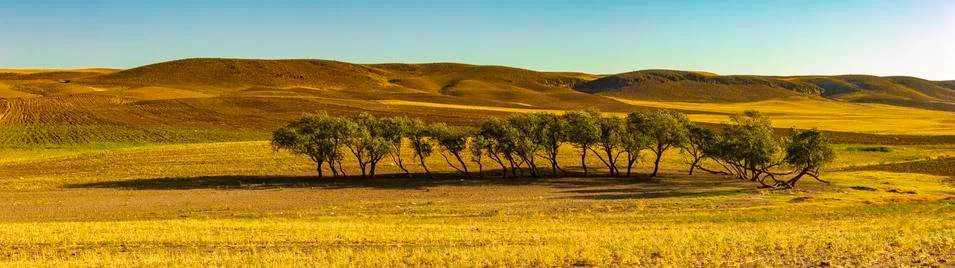 Rows of trees among the meadows Stock Photos