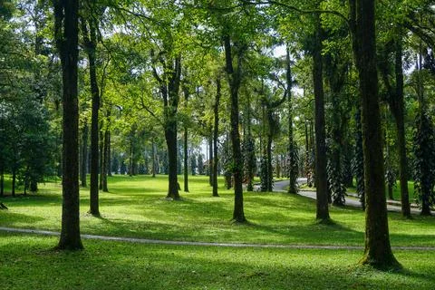 Rows of trees and green grass field. Good illustration for nature concept Foto stock