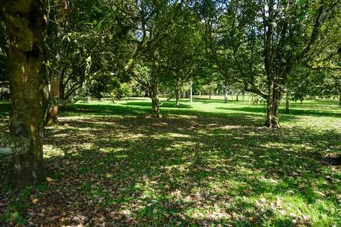 Rows of trees and green grass field. Good illustration for nature concept Stock Photos