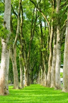 Rows of trees and path in green grass 스톡 사진