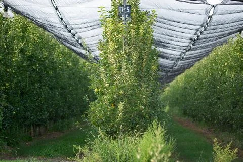 Rows of trees in an apple orchard, apple harvest Stock Photos