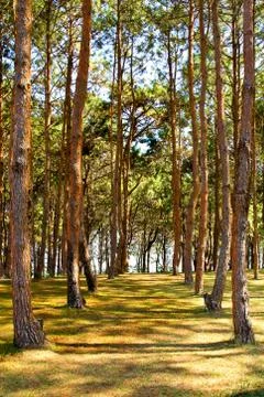 Rows of trees being tapped in a plantation. Stock Photos