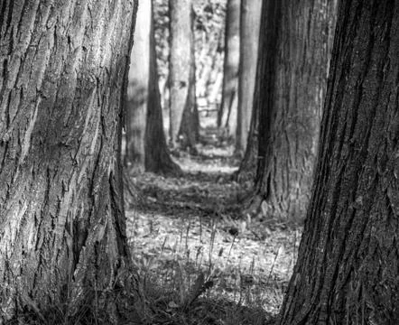 Rows of trees in black and white Stock Photos