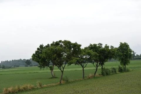 Rows of trees bordering green farmland in the Indian countryside Stock Photos